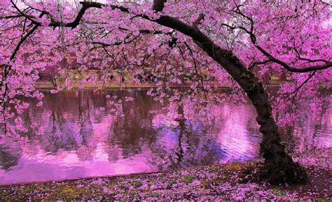 Magical cherry blossom tree